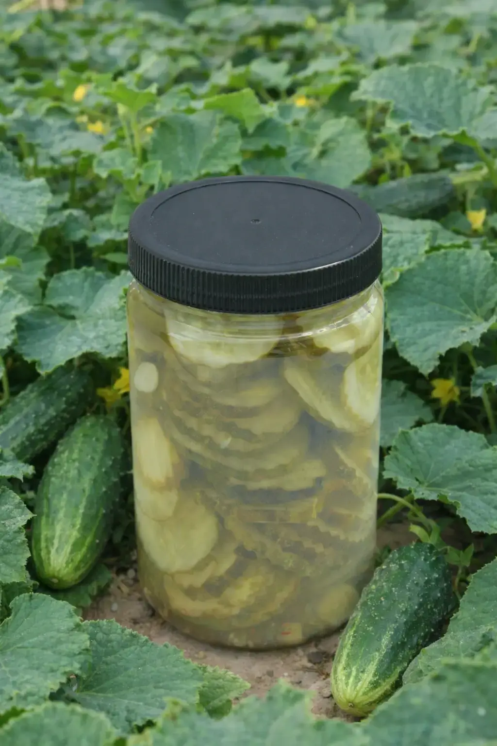 Kosher Dill Chips - Image 2